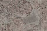 Ordovician Trilobite Mortality Plate (Pos/Neg) - Morocco #194119-2